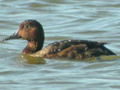 Ferruginous Duck